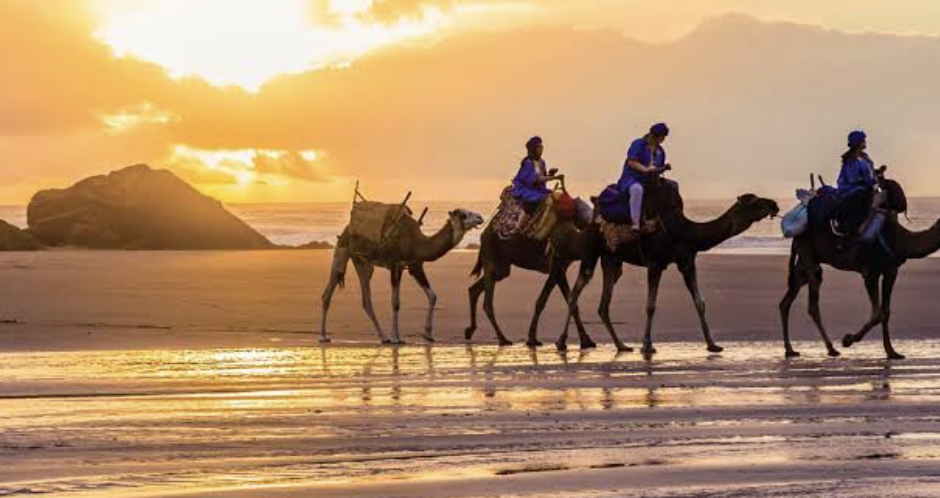 Camel caravan along the beach at sunset